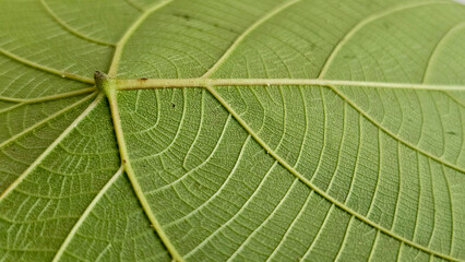Macro Close-up of Green Leaf Texture: Detailed Abstract Pattern and Botany Structure