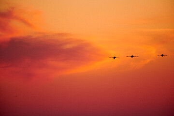 Silhouettes of flying flamingos.
A flock of flamingos flies against the backdrop of the sunset sky.
Kurgalzhinsky reserve.Kazakhstan.
Flamingos are a type of wading bird in the family Phoenicopteridae