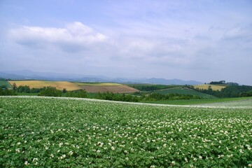 白い花が咲いたジャガイモ畑