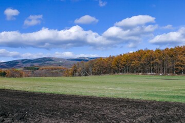 紅葉した落葉松林と秋の風景