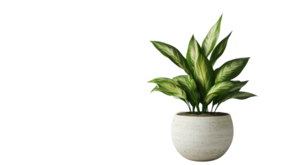 Beautiful green plant in a decorative pot placed against a light background suitable for home decor enhancement