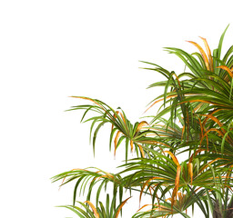 palm tree leaves  isolated on transparent background. PNG palm tree branch isolated on transparent background. big palm tree with green leaves PNG. Isolated palm tree corner frame. side of palm tree.