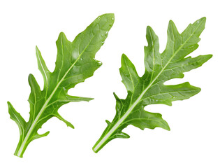 Herbal Dandelion Leaves Pair, Isolated on Transparent Background, Generative AI