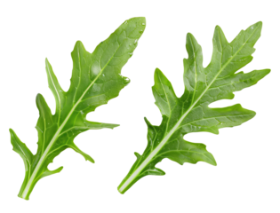 Herbal Dandelion Leaves Pair, Isolated on Transparent Background, Generative AI
