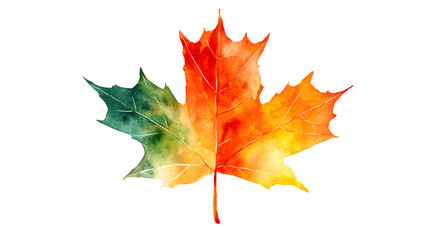 Fototapeta premium Captivating Watercolor Illustration of a Maple Leaf's Seasonal Change