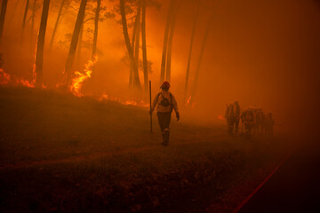 Fototapeta premium Firefighters follwing leader battling wildfire in dense smoke in forest