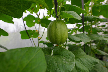 Cultivating melons using polybags or plastic is a modern agricultural innovation with a green house concept. close up of young melon fruit