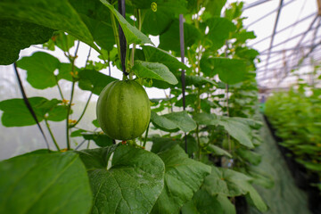 Cultivating melons using polybags or plastic is a modern agricultural innovation with a green house concept. close up of young melon fruit