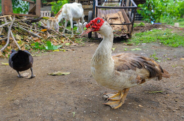 Muscovy duck with cage background