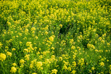 Obraz premium 菜の花畑