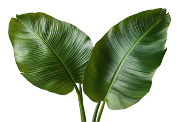 Two Lush Green Bird of Paradise Leaves Isolated on Black Backgro