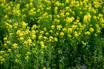 Obraz premium 菜の花畑