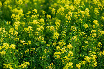 Obraz premium 菜の花畑