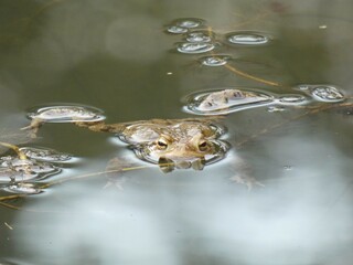 Frog resting in a lake closeup front view