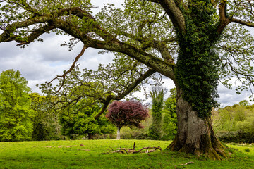 Views during a walk in Killarney National Park County Kerry, Ireland 