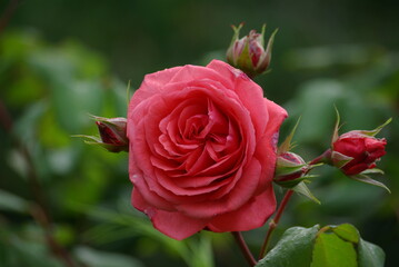 Rose au jardin en été