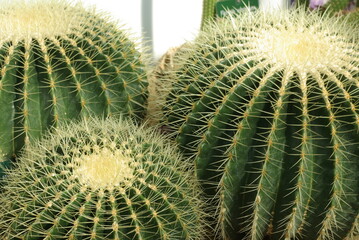 Echinocactus grusonii au jardin