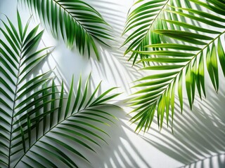 Fototapeta premium Lush palm leaf shadows dance across a pristine white backdrop, perfect for summer product photography.