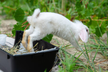 A white fluffy domestic rabbit jumps out of a litter box. The photo is blurry.