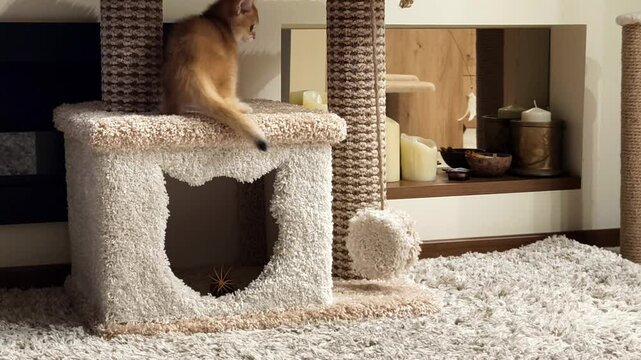 Cute orange cat playing on a modern scratching post and cozy den at home in a well-decorated living room