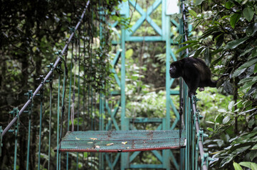 Naklejka premium monkey on a bridge in the rainforest