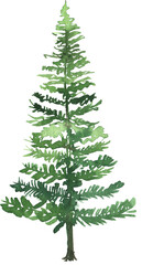 Watercolor evergreen forest tree illustration