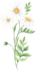 Watercolor daisy flower composition illustration