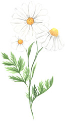 Watercolor daisy flower composition illustration
