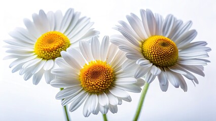 Fototapeta premium Three daisies, candidly captured in macro detail against a pure white backdrop.