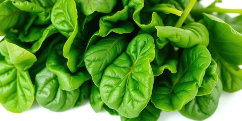 Fototapeta premium Fresh Spinach Growing in a Home Garden Bed