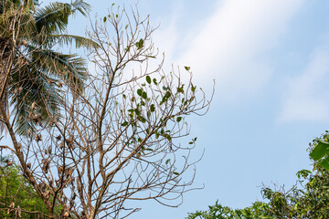 Treetops with new leaves growing after falling off, with a blue sky in the background.