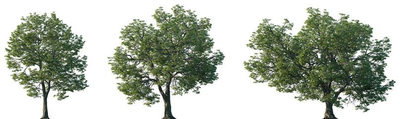 Set of Quercus michauxii (the swamp chestnut oak) isolated png in sunny daylight on a transparent background perfectly cutout