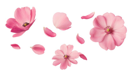 Pink cosmos flowers and petals floating on a transparent background, isolated floral elements for spring or summer design, concept of nature, beauty, and elegance