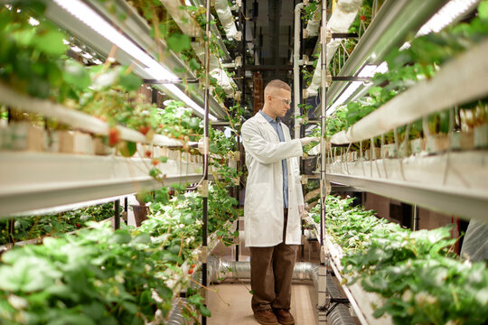 Scientist examining hydroponic plants in innovative indoor farming setup, focusing on growth and health in controlled environment