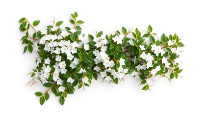 Obraz premium top view of a flowers abelia isolated on a white background. concept - decoration, gift, floristry, postcard, health, herbal. Space for text, copyspace