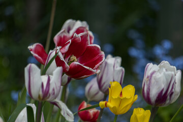 Fototapeta premium red and white tulips