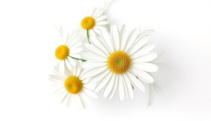 Obraz premium top view of the chamomile head bud isolated on a white background. concept - decoration, gift, floristry, postcard, health, herbal. Space for text, copyspace