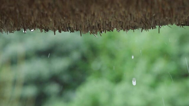 Rain dripping from thatch roof, slow motion