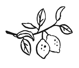 Doodle ink branch of lemon on isolated background. Abstract crayon fruit in trendy sketch style