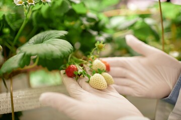 Person wearing gloves while carefully picking strawberries in indoor garden. Fresh strawberry plants with ripe and unripe berries visible in the background