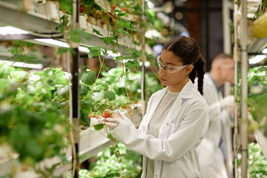 Asian scientist examining plants in controlled indoor environment wearing protective glasses and lab coat inspecting plant growth and health in research facility