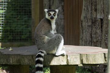 ring lemur