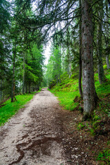 Fototapeta premium Forest trail in the Dolomites (Dolomiti, Dolomiten), Italy, leading to Lago Sorapis. Lush green plants and tall trees create a serene and refreshing natural atmosphere