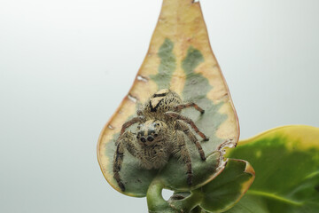 spider jump white isolated background