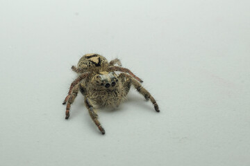 spider jump white isolated background