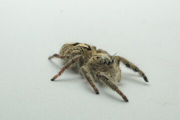 spider jump white isolated background