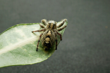 spider jump black isolated background