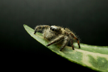 spider jump black isolated background