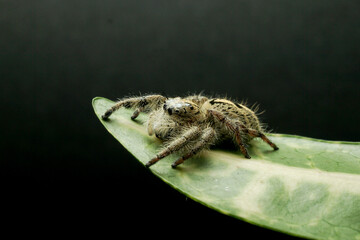spider jump black isolated background