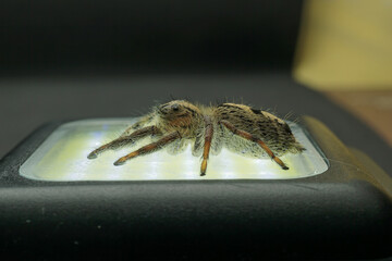 spider jump black isolated background